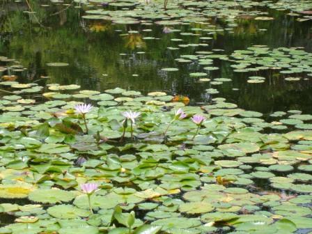 water flowers hilo zoo